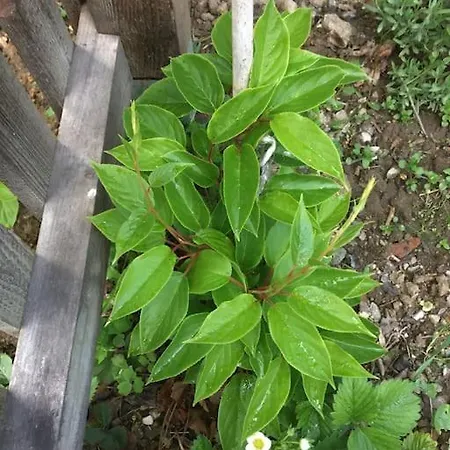 Idyllisches Haus Mit Garten Und Saunahuette In Der *