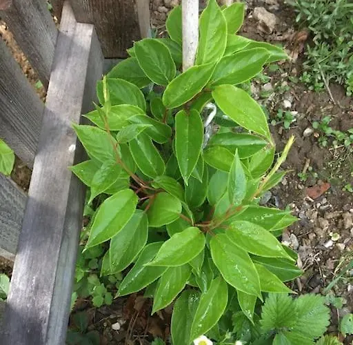 Idyllisches Haus Mit Garten Und Saunahuette In Der *